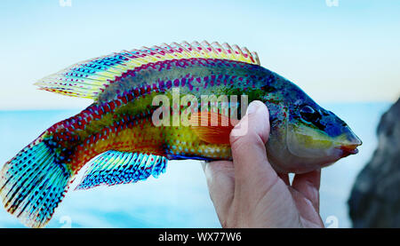 Long-striped wrasse (Symphodus tinca) dal Mar Nero Foto Stock