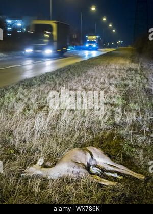 Il Cervo morto su una strada Foto Stock