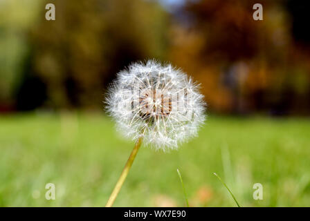 Simeone un paracadute nella forma di un anthodium di tarassaco su uno sfondo di erba verde Foto Stock