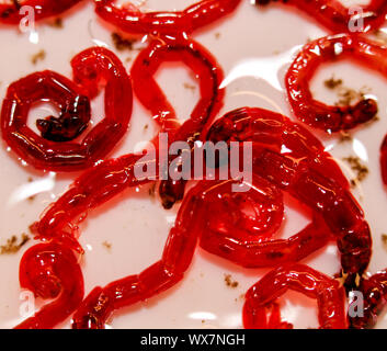 Red jumbo larve di zanzara Foto Stock