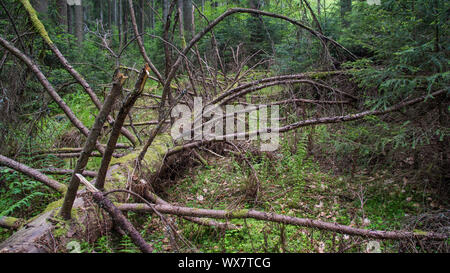 Albero caduto marciume nella foresta Foto Stock