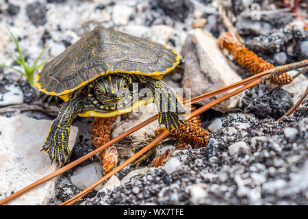 Un grande dipinto di tartarughe in Gulf Shores, Alabama Foto Stock