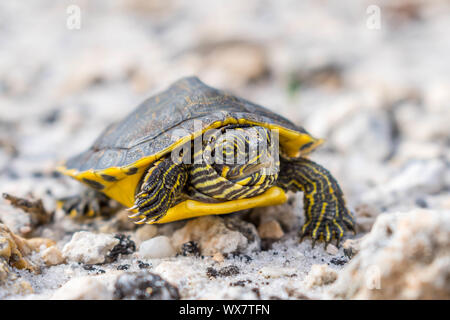 Un grande dipinto di tartarughe in Gulf Shores, Alabama Foto Stock