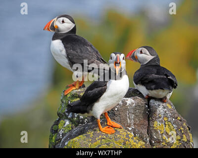 3 Atlantic pulcinelle di mare (Fratercula arctica) o comuni o Puffin in posa sui licheni rocce coperte sulla soleggiata isola di maggio, Firth of Forth, Fife, Scozia, Regno Unito Foto Stock