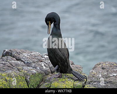 Il marangone dal ciuffo (phalacrocorax aristotelis) con rinserrata piedi & caratteristica squamosa piumaggio metallico preening sull isola di maggio, Firth of Forth, Fife, Scozia, Regno Unito Foto Stock