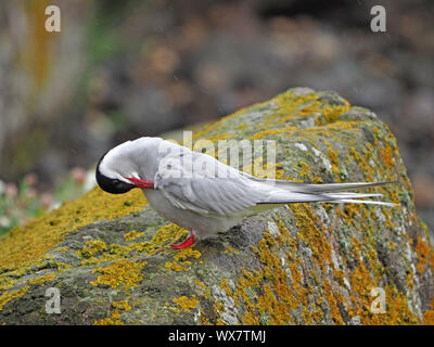 Tern comune (Sterna hirundo) o mare deglutire una lunga distanza migrante a UK preening su lichen clad rock - Isola di maggio, Firth of Forth, Fife, Scozia, Regno Unito Foto Stock