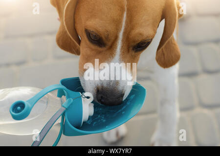 Popolari cane beagle beve l'acqua da un bevitore Foto Stock