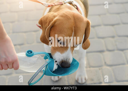 Popolari cane beagle beve l'acqua da un bevitore Foto Stock