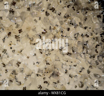 Bianco di larve di zanzara, alimenti per pesci Foto Stock