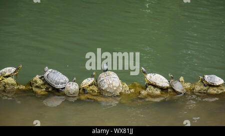Le tartarughe marine seduta sul log in linea Foto Stock
