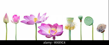 Lotus raccolta su bianco Foto Stock