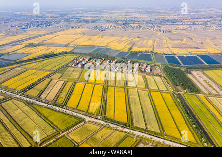Golden paddy campo in autunno Foto Stock