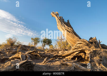 Populus euphratica sul deserto dei Gobi Foto Stock