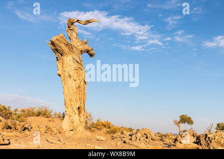 Populus euphratica sul deserto dei Gobi Foto Stock
