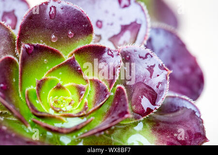 Piante succulente closeup Foto Stock