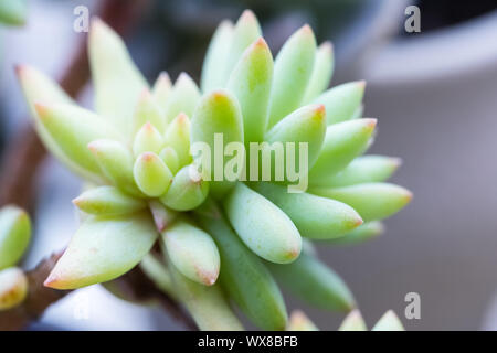 Piante succulente closeup Foto Stock