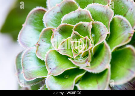 Piante succulente closeup Foto Stock