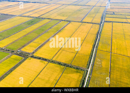 Vista aerea dell'autunno campo di riso Foto Stock