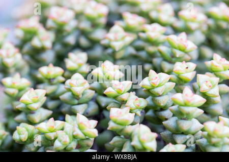 Piante succulente closeup Foto Stock