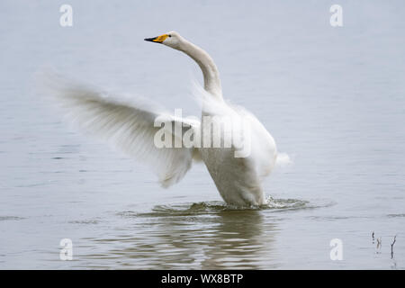 Whooper swan closeup Foto Stock