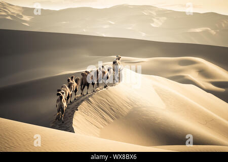 Deserto cammelli team Foto Stock