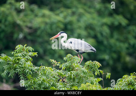 Airone cenerino, Ardea cinerea Foto Stock