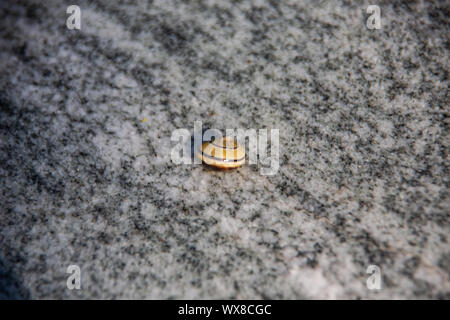 Pietra di granito con grani e va a passo di lumaca Foto Stock