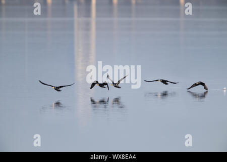 Cormorani in volo Foto Stock