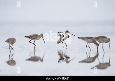 Nero-tailed Godwit, Limosa limosa Foto Stock