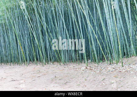 Foresta di bamboo sfondo Foto Stock