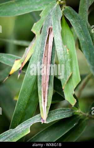 Caterpillar di banana butterfly Foto Stock