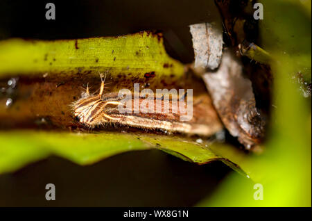 Caterpillar di banana butterfly Foto Stock