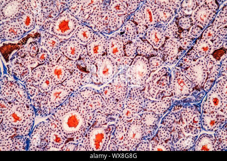 Il tessuto tiroide sotto il microscopio 200x Foto Stock