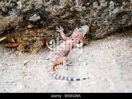 Il Gran Canarie Lucertola Gigante, Canarie Lizard, Gekko Foto Stock