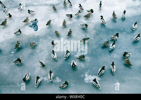 Grande accumulo di anatre in inverno sul ghiaccio del serbatoio. Foto Stock