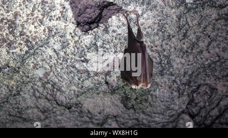 I pipistrelli dormire in prigione. Ferro di cavallo dal naso-bat Foto Stock