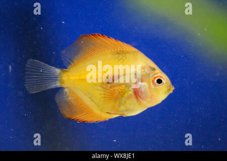 Ritratto di un pesce discus baby Foto Stock