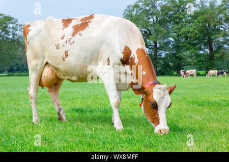 Uno olandese latte di vacca pascolare nel verde prato Foto Stock