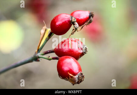 Rosa canina su un arbusto, frutta rossa Foto Stock