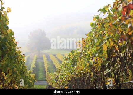 Volkach è una regione vinicola in Baviera Foto Stock