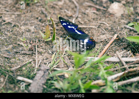 Viola imperatore (Apatura iris) bevande acqua Foto Stock