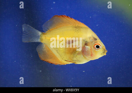 Ritratto di un pesce discus baby Foto Stock