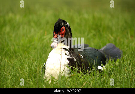 Big duck è seduto in erba verde Foto Stock