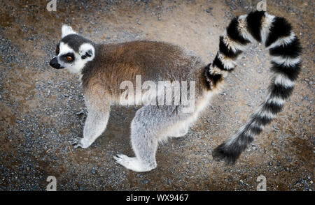 L'anello tailed lemuri allo Zoo di Calgary Alberta Foto Stock