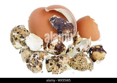 Shell da rotture di pollo e uova di quaglia isolato Foto Stock