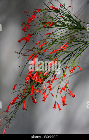 Delicato petardo pianta cresce allo stato selvatico in una riserva di conservazione a Brisbane, Australia Foto Stock