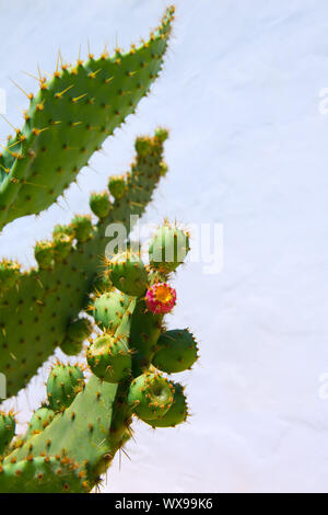 Chumbera nopal ficodindia frutti impianto Foto Stock