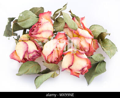 Mazzo di rose a secco su sfondo isolato Foto Stock