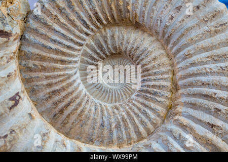 Antica grande spirale di lumaca dettaglio fossile Foto Stock