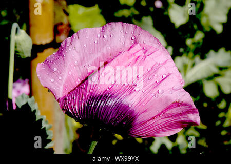 Belle le gocce di pioggia su una rosa di papavero in prima mattinata a Monet a Giverny, Francia Foto Stock